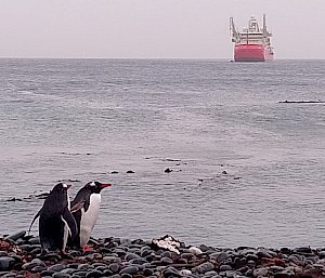 Two Gentoo Penguins stand together on the rocky seashore looking towards a large orange ship anchored out to sea.