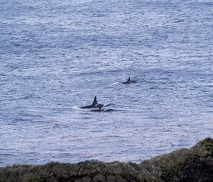 Three Orcas swimming in the ocean viewed from a hilltop. Rocky and grassy outcrop in the foreground.