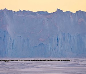 A penguin colony, shot from far away in front of an ice cliff