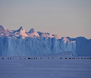 A penguin colony, shot from far away in front of an ice cliff