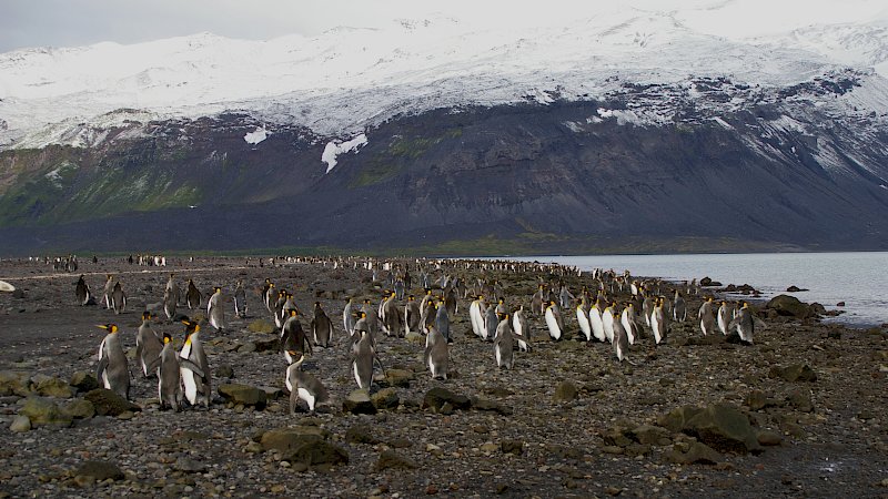 Dozens of white black and yellow penguins stand on a rocky shore with a snow-covered mountain behind them