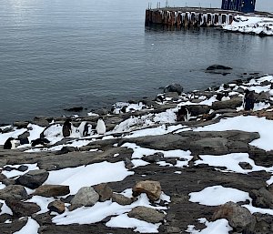 penguins on snow covered rocks