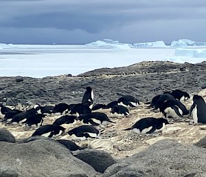 penguins on rocks
