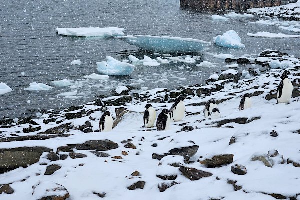 penguins on snow covered rocks