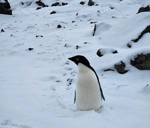 penguin on snow covered rocks