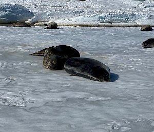 seals on sea ice