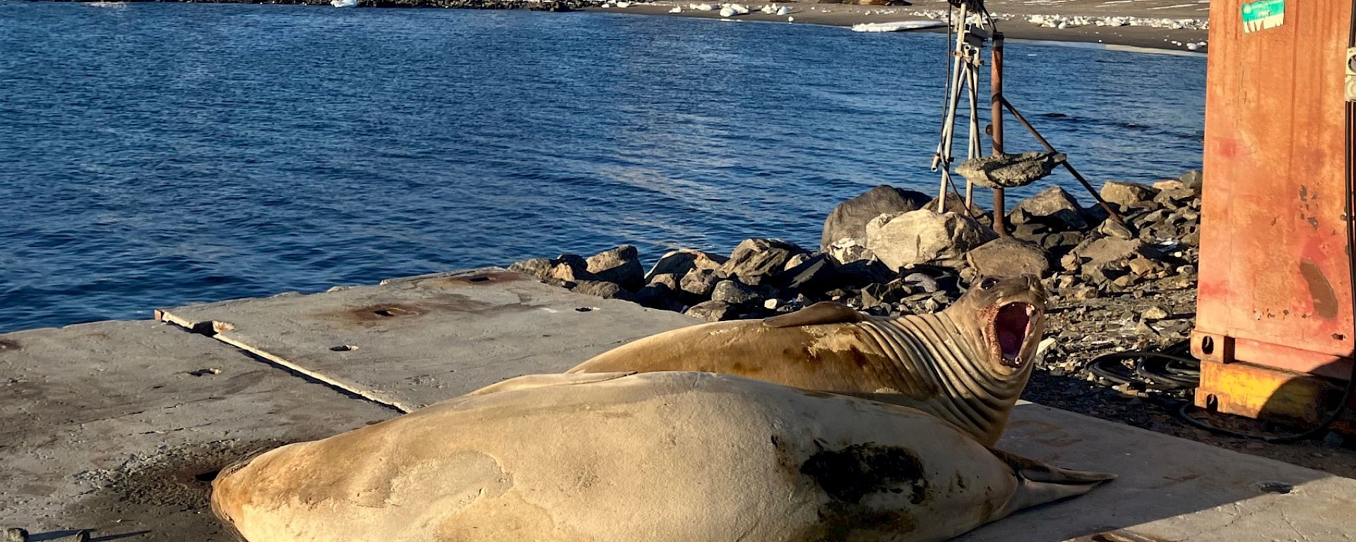 seals lying on a wharf with blue water in the background and station buildings