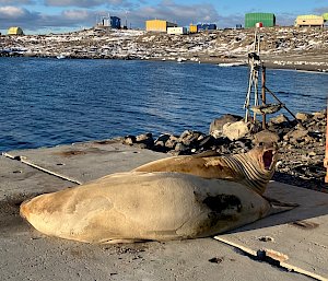seals lying on a wharf with blue water in the background and station buildings
