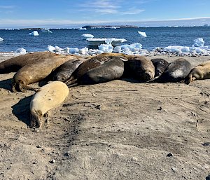 seals on beach