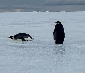 penguins on sea ice