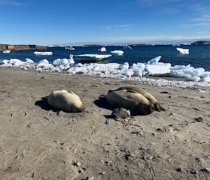 seals on beach with ice bergs in background
