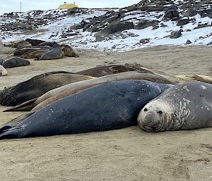 seals on beach