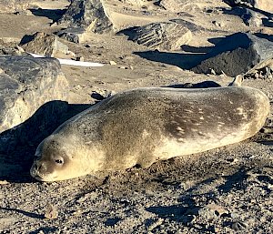 seal on beach