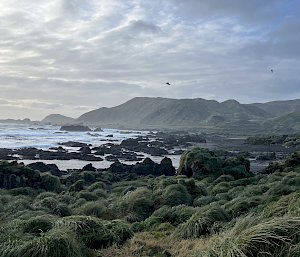 A scenic shot with grassy tussock in the foreground, rocky ocean shores in the midground and mountainous ranges in the background with two large birds flying overhead.
