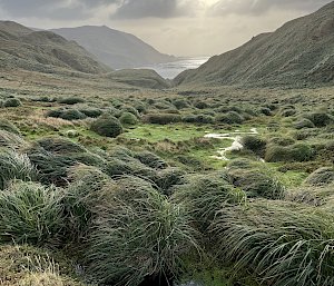 A tussock covered valley with a track leading down to the ocean in the distance.