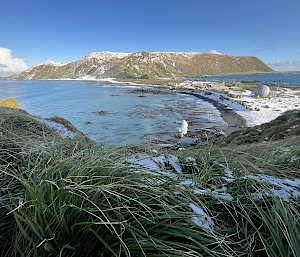 Green, grassy, snow-dusted tussock in the foreground, a snow-covered isthmus and buildings in the mid ground with ocean on either side, and a snow dusted mountainous plateau in the distance.