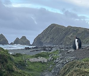 Two prominent rock stacks jut out of the ocean water. They are adjacent to a steep tussock covered mountain. Two black and white penguins stand on the sea-shore in the foreground.