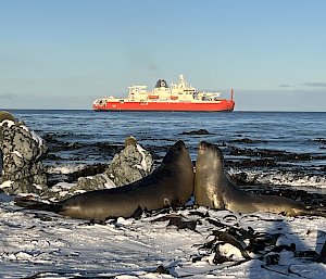 Two elephant seals tussle on a snow-covered sea-shore while a large red icebreaker is anchored a few hundred metres out to sea.