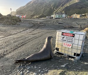 A small elephant seal looks up as though reading a ‘Danger Helicopter Operations, Keep Clear’ sign on the side of a large plastic container. A helicopter is visible in the background.