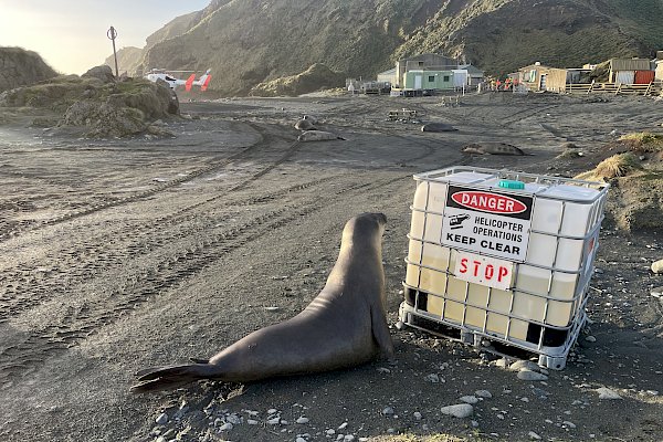 A small elephant seal looks up as though reading a ‘Danger Helicopter Operations, Keep Clear’ sign on the side of a large plastic container. A helicopter is visible in the background.