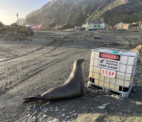 A small elephant seal looks up as though reading a ‘Danger Helicopter Operations, Keep Clear’ sign on the side of a large plastic container. A helicopter is visible in the background.