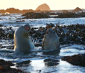 Two elephant seals play fighting in the ocean shallows and surrounded by kelp.