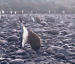 A black, white and yellow penguin stands tall while a fluffy brown chick begs for food in front of it.