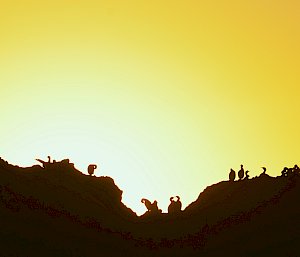 A silhouette of cormorants atop two hills with the yellow sky from a setting sun behind them.