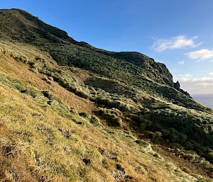 A tussock covered hill in the sunshine.