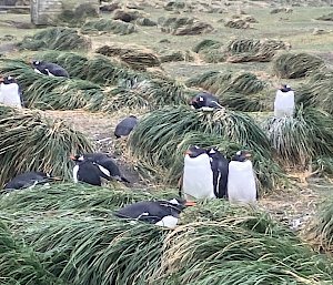 A group of about 10 Gentoo Penguins stand amongs the green tussock grass.