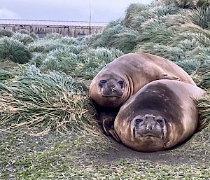 Two elephant seals lie together in the green tussock grass.