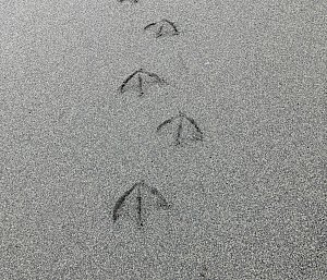 Giant Petrel footprints in the sand