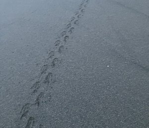 Gentoo footprints in the sand