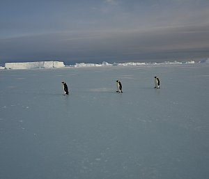 penguins walking on sea ice