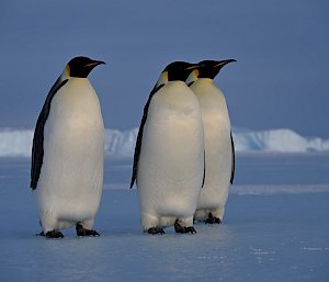 penguins walking on sea ice