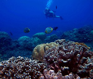 A person scuba diving above colourful corals and fish.