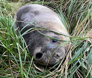 A small elephant seal with big black shiny eyes, lies in the green tussock grass and looks at the photographer.