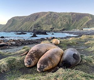 Three elephant seals lie in a row on green tussock grass with blue ocean behind them and a steep green plateua in the background.
