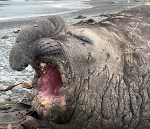 A large grey elephant seal lying in the surf. It is covered in scars, has a huge nose and has its mouth open wide exposing its pink gums and teeth.