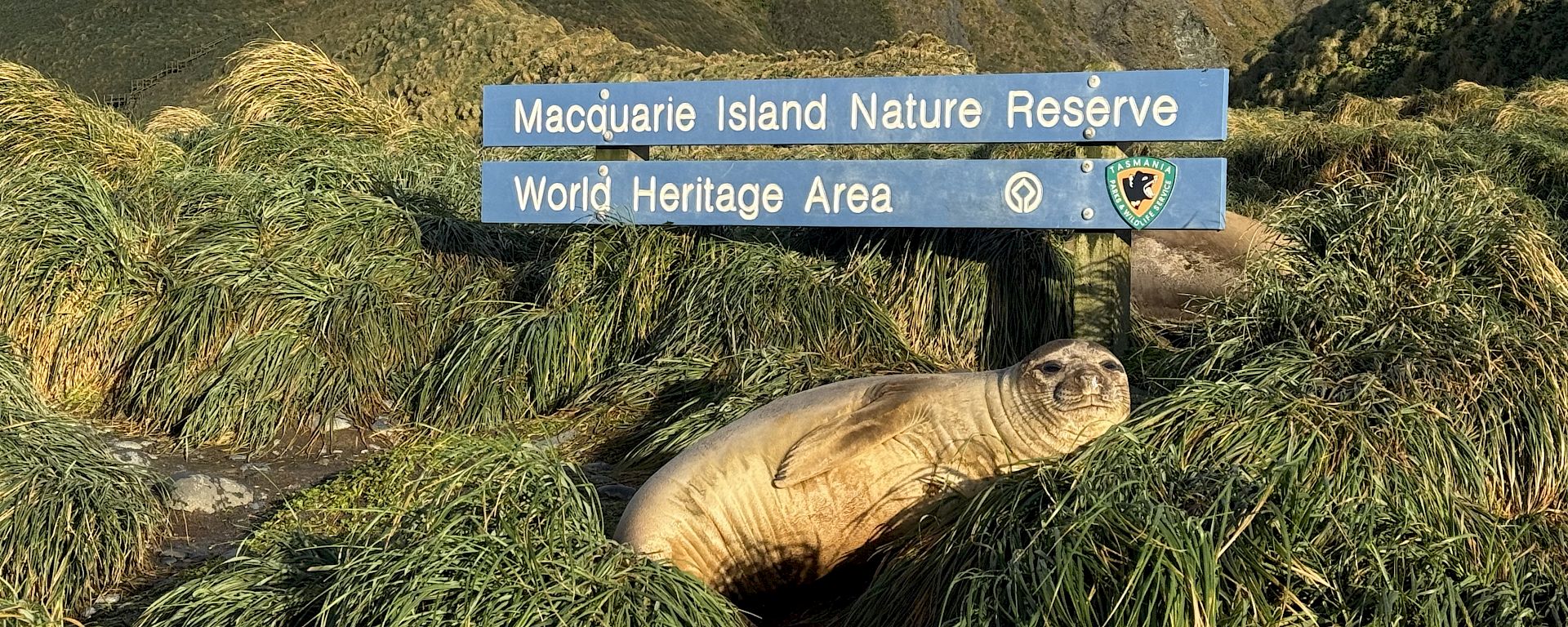 A seal rests in the green tussocks grass at the base of a blue sign that says, "Macquarie Island Nature Reserve - World Heritage Area."