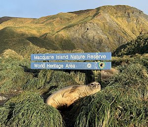 A seal rests in the green tussocks grass at the base of a blue sign that says, "Macquarie Island Nature Reserve - World Heritage Area."
