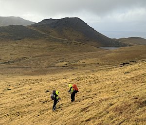 Two people in the distance wearing backpacks hike through a tussock covered, hilly landscape.
