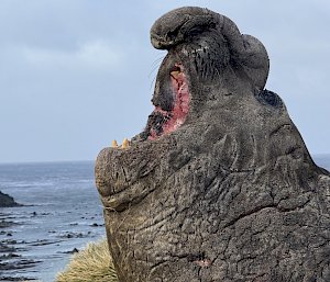A grey, battle-scarred elephant seal viewed from side on with its mouth fully open exposing its pink gums and teeth. It has a very large nose.