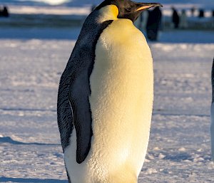 A lone emperor penguin