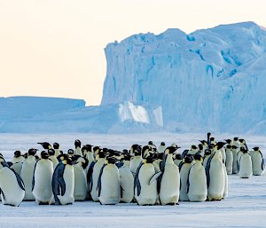 A huddle of emperor penguins with large icebergs behind