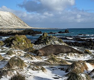 A grey elephant seal sleeps on the white snow between green tussock grass near the ocean.