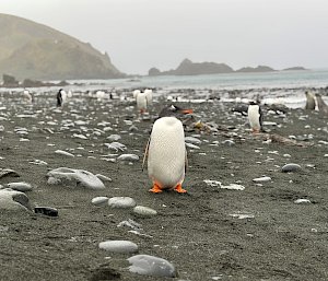 A black and white penguins with an orange beak and feet stands on black sand in front of the camera. There are numerous other penguins behind it in the distance.