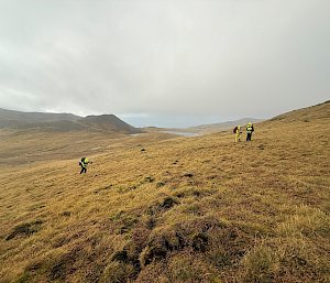 Three hikers with backpacks in the distance scaling a tussock covered hill set in a hilly landscape.