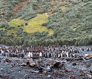 Dozens of black and white penguins and their fluffy brown chicks stand on a rocky beach with a green grassy hill behind them.