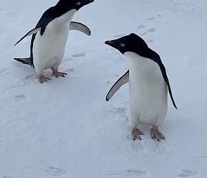 Two penguins standing on the ice